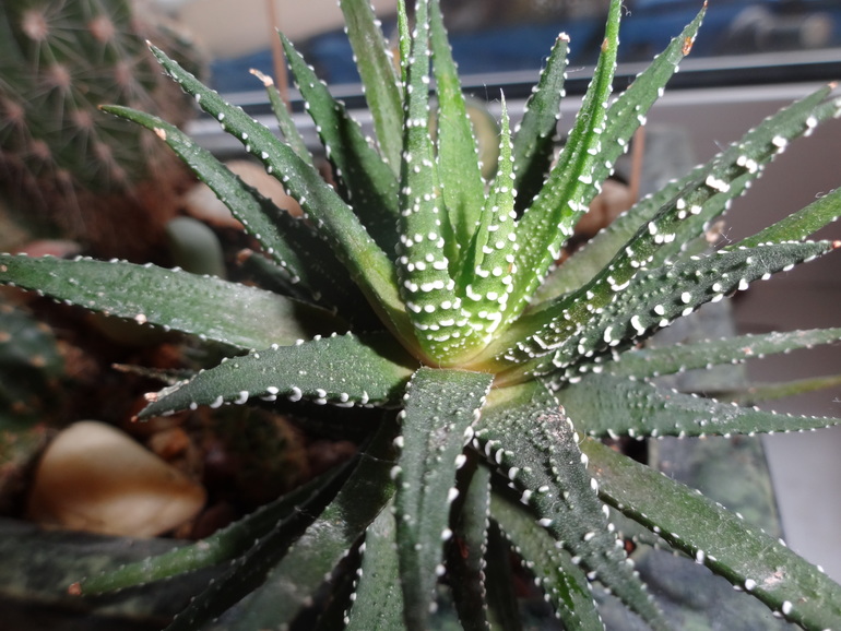 Кактусовая полянка