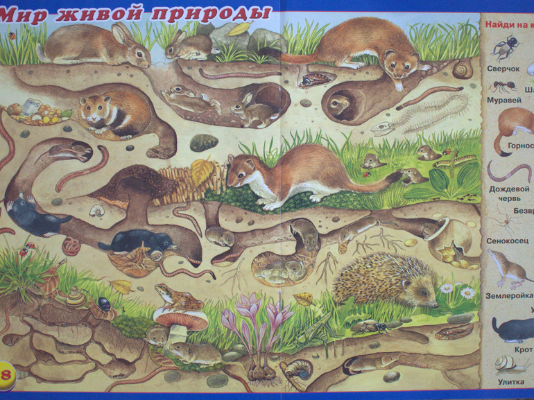 ТН Насекомые. 2 день (стрекоза и муравей)