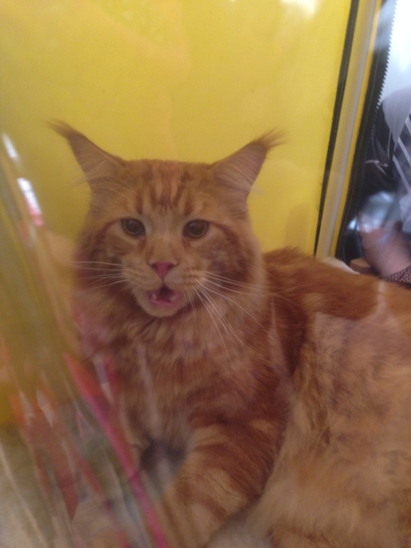 Мурмурмур:)