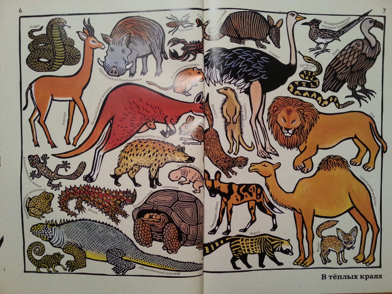 Такие разные животные. Жоэль Жоливе