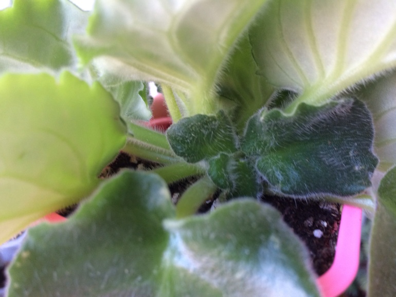 Укоренение пасынка