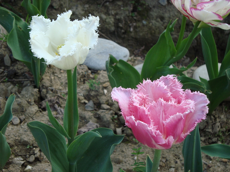 Тюльпанчики. ч.2