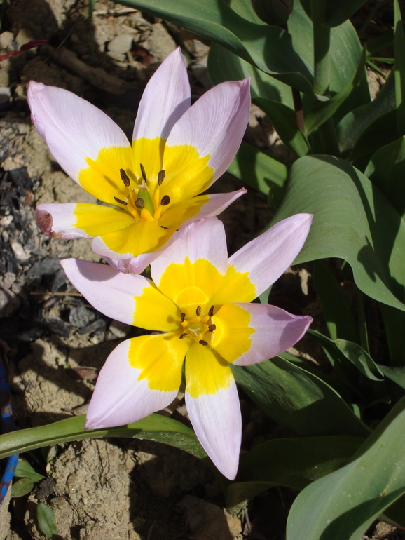 Тюльпанчики. ч.2