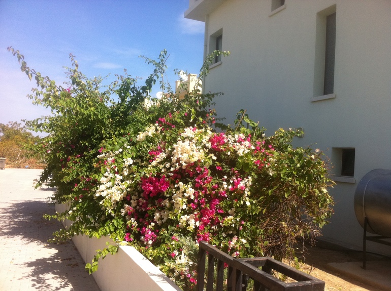 Северный Кипр- Кирения. вилла в 10 м от моря- от 60 000 рублей в месяц