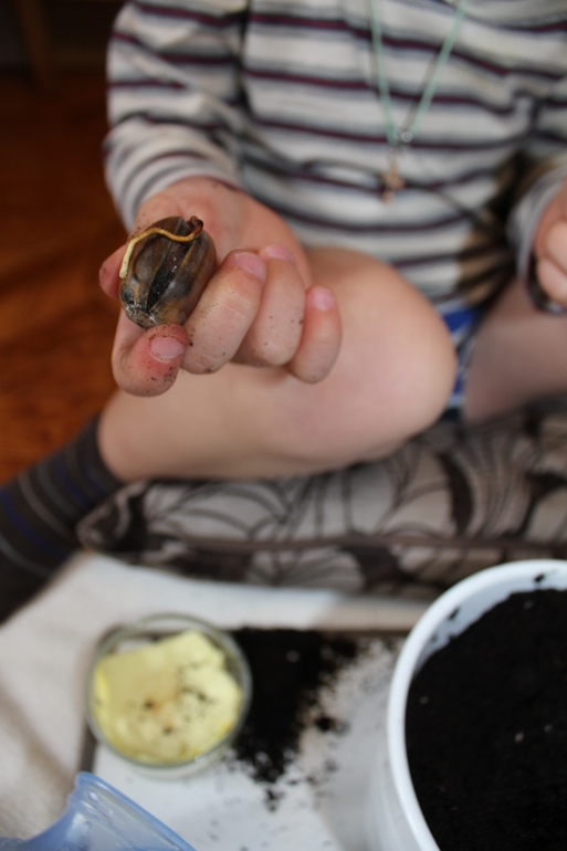Как мы сажали желудь.