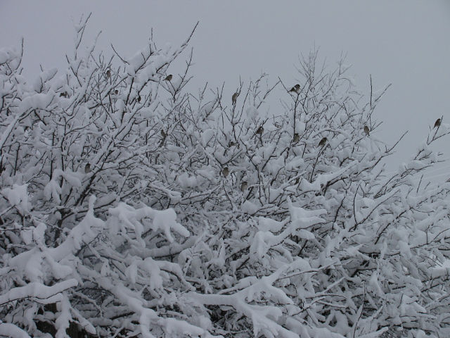 Продается дом с участком в Тамбовской области.