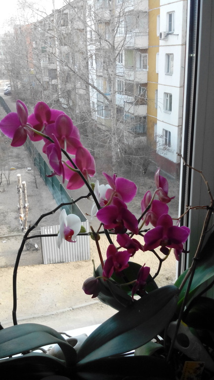 Зацвела! И как!