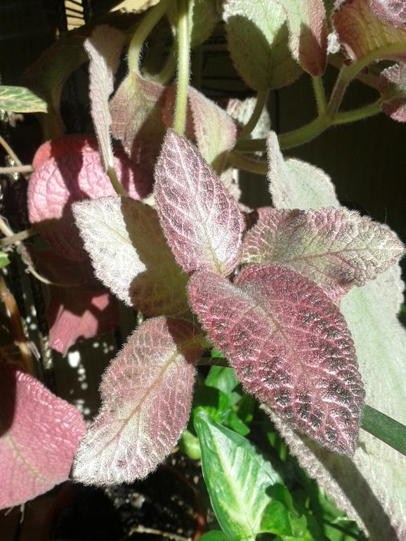 Всё радуется жизни