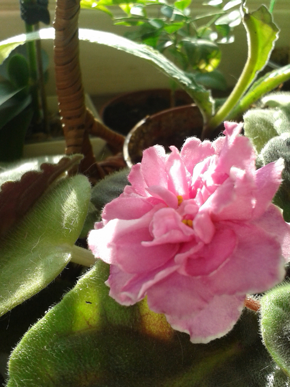 Всё радуется жизни