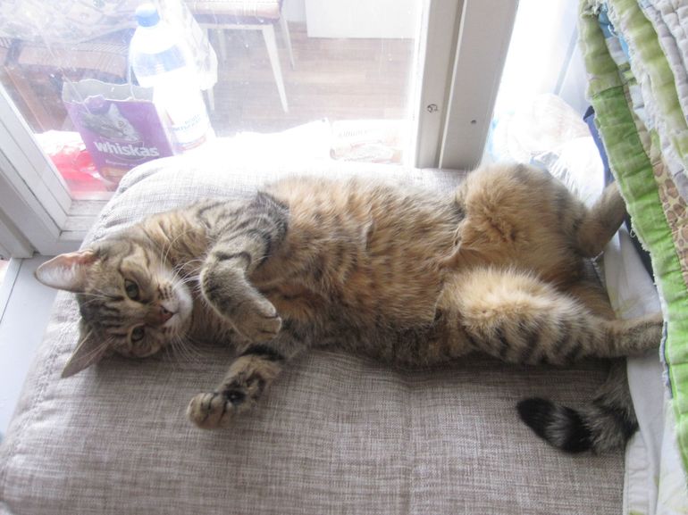 Про мою дочу, ой кису!