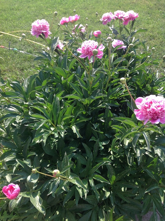 куст под окнами рарсцвёл)