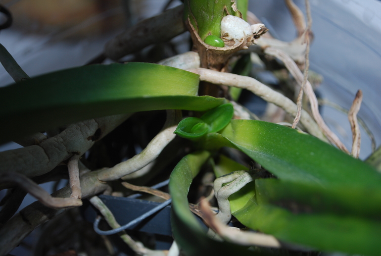 Вроде ожила Ванда!