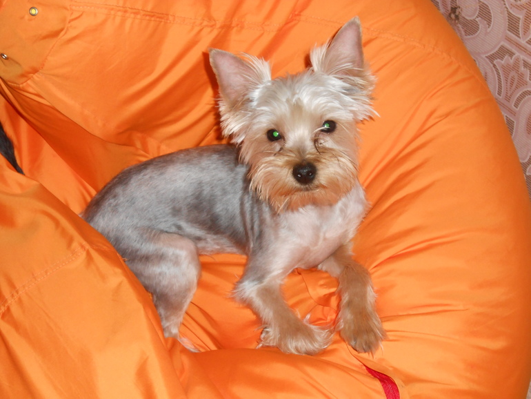 Наше зверье)