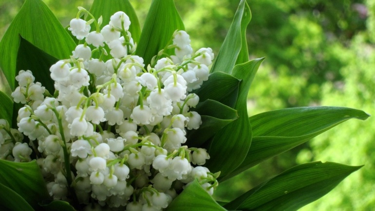 Мои любимые))) Обожаю ландыши!