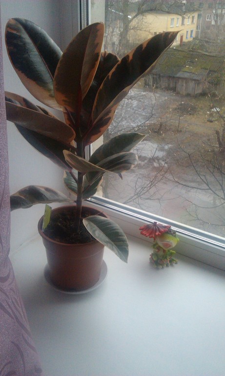 А вот так мы приманиваем нашего малыша)))