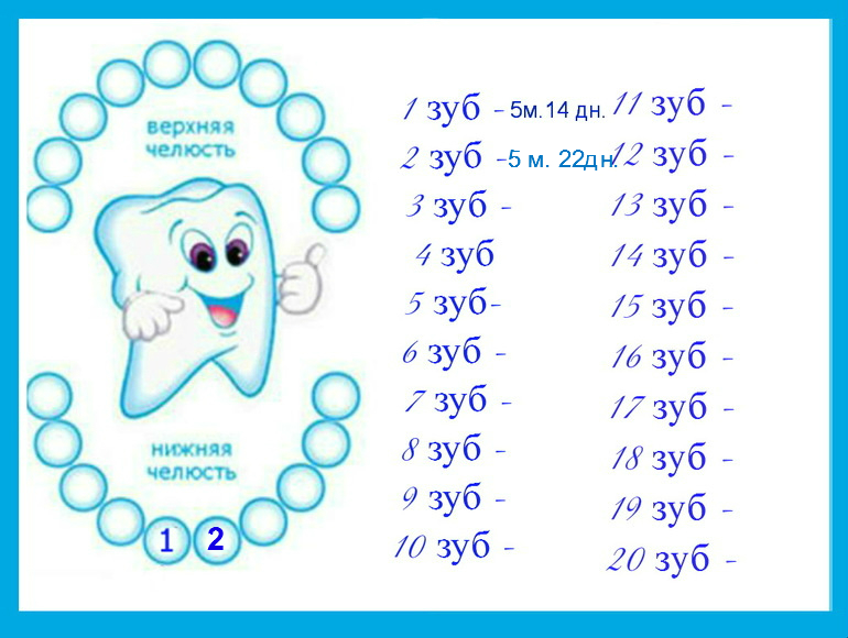 Как вылазят молочные зубы схема