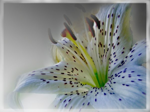 С Весной, девочки!