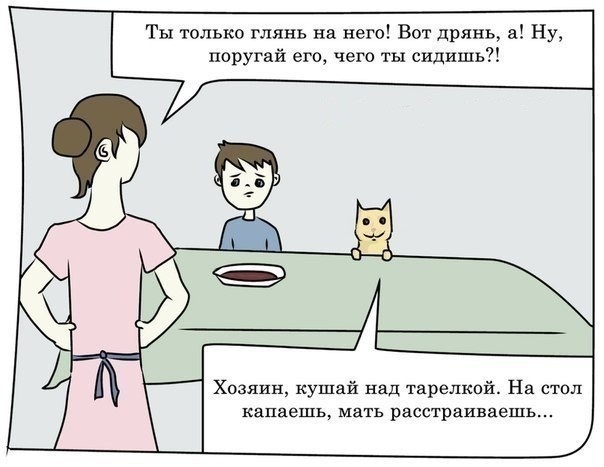 Котики очень понятливые существа: