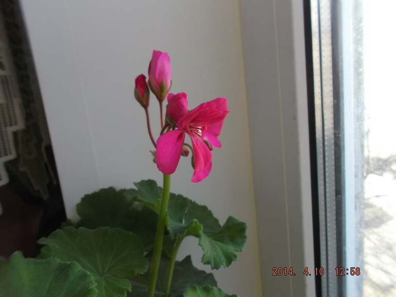 И я своих покажу)