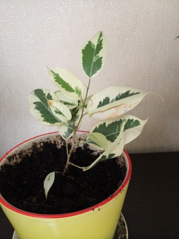 горе-садовод, помогите спасти зеленюху!