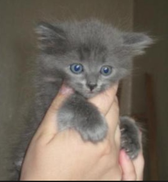 Магнитогорск! Котята на счастье!