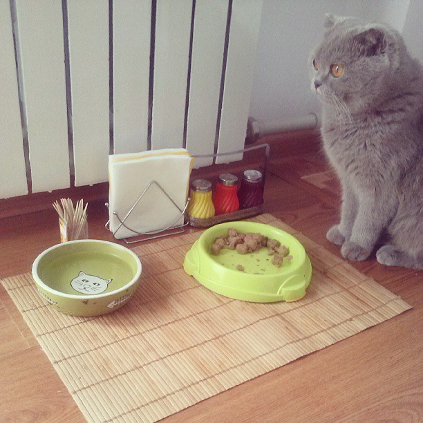 Отдать Джекичана(