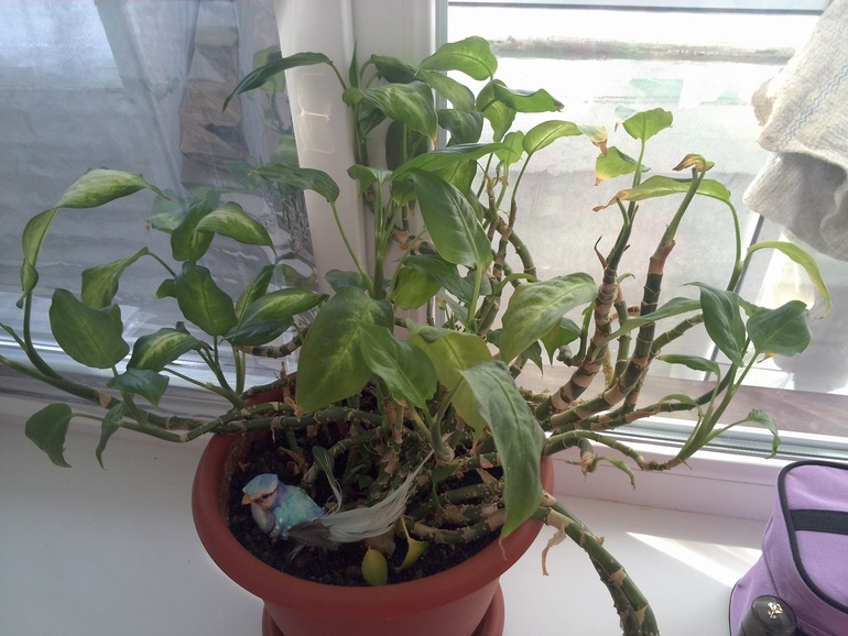 моя первая орхидея:-):-):-)