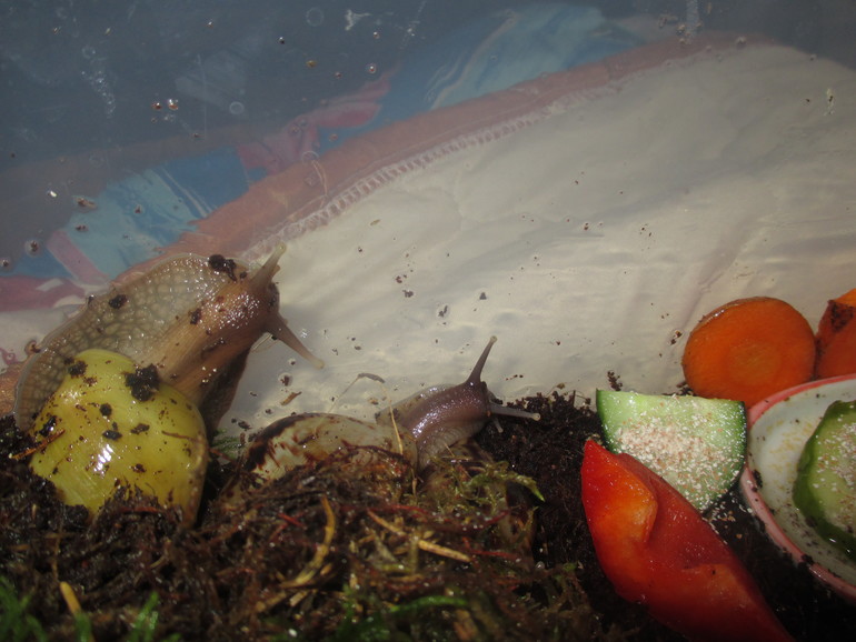 хочу поделится ,мои любимки