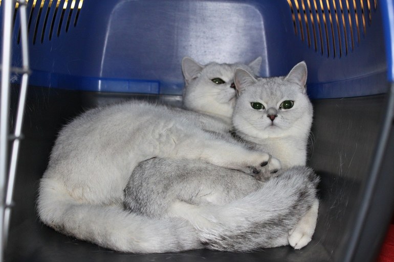 Вот это любовь)