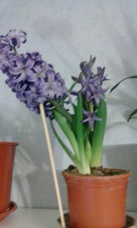 забыла название