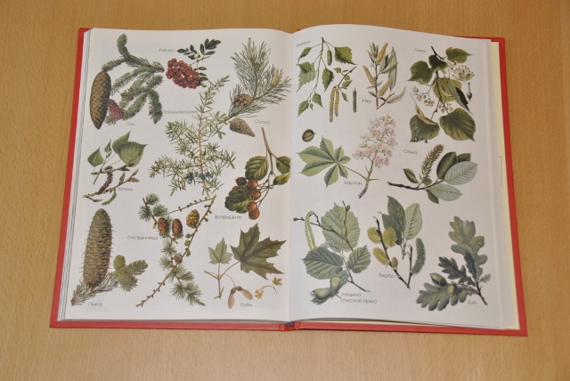 Тематическая неделя под кодовым названием «Мишка косолапый по лесу идет... шишки собирает, песенки поет...»)) День первый. Шишка.