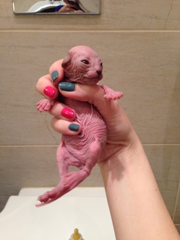 Донской сфинкс,Лоли