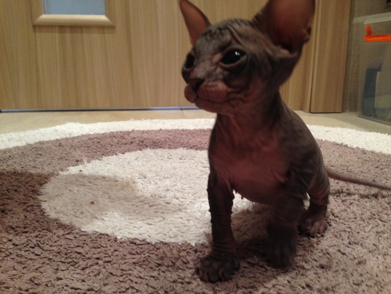 Донской сфинкс,Феня