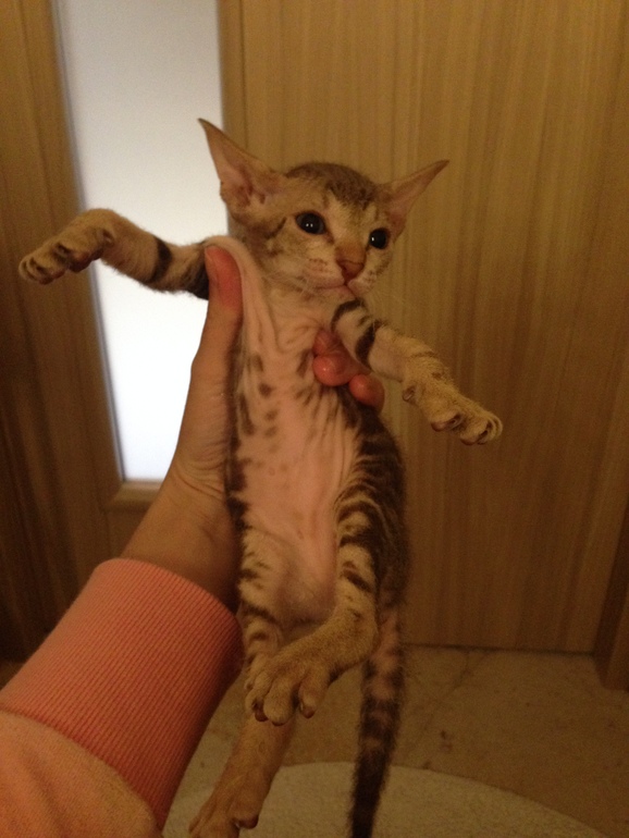 Донской сфинкс,Кекс