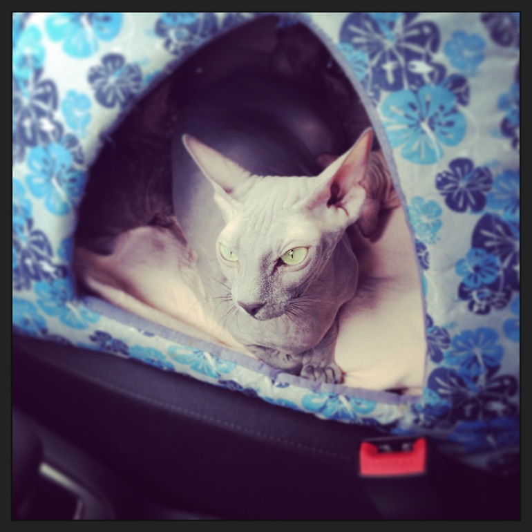 Дачники мои)