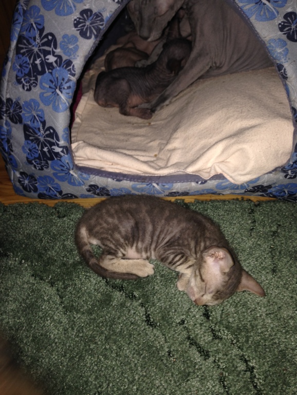 Донской сфинкс,Кекс