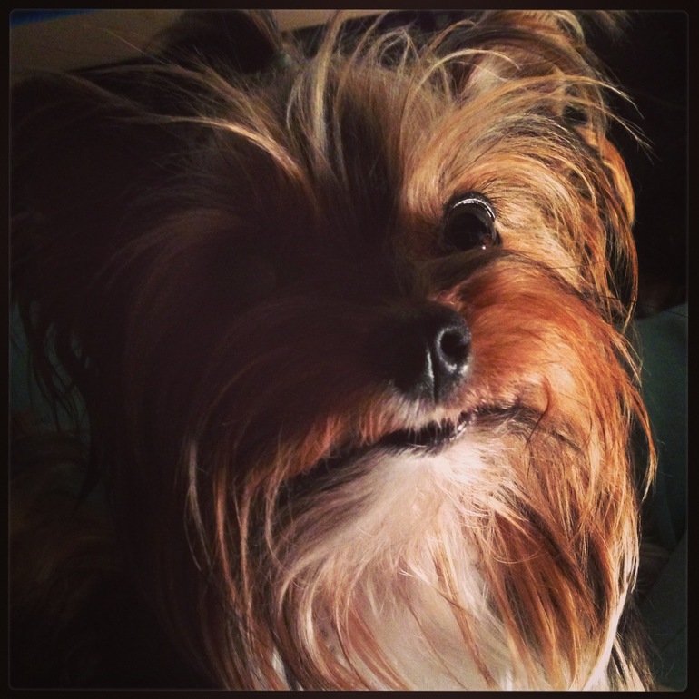 Собакины мои и зубы))