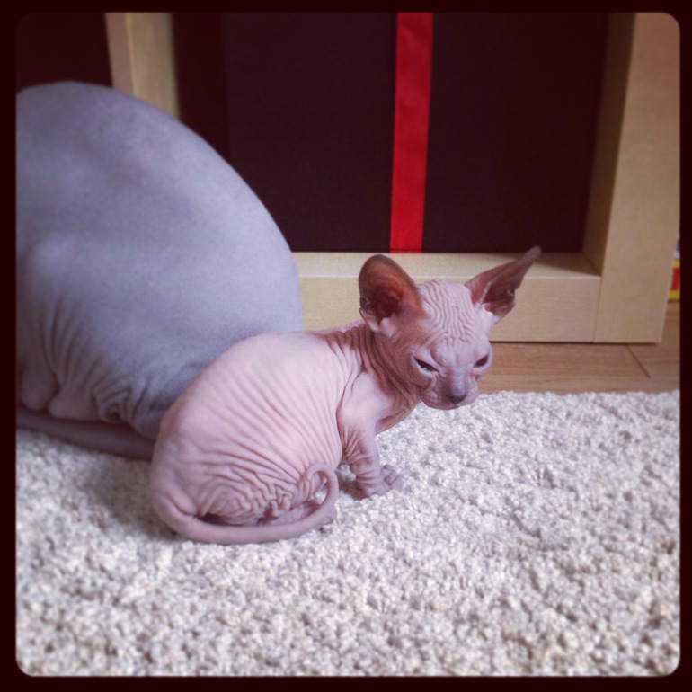 Мои маленькие эльфы)))