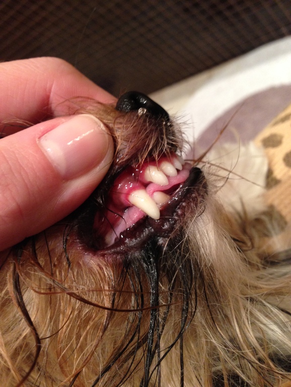 Собакины мои и зубы))