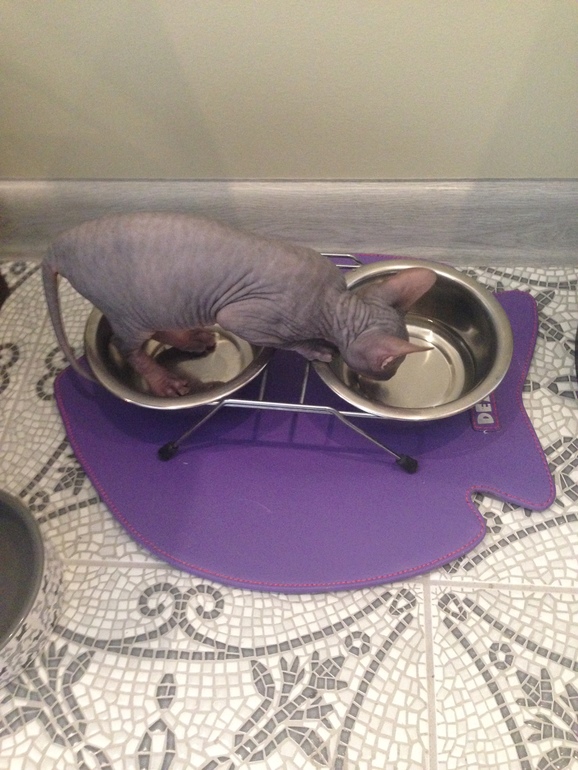 Мои маленькие эльфы)))