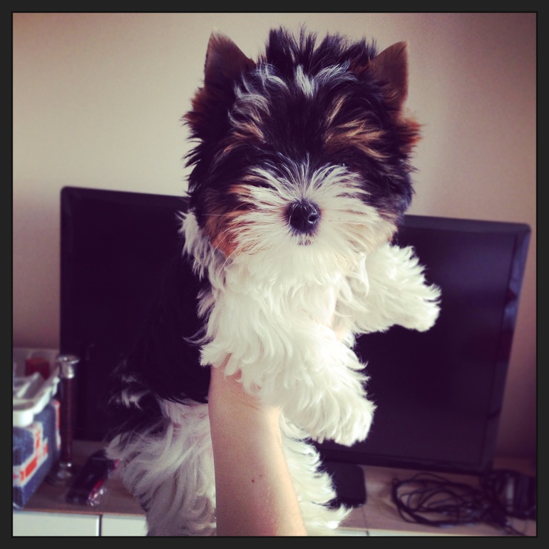 Мои зверята)))