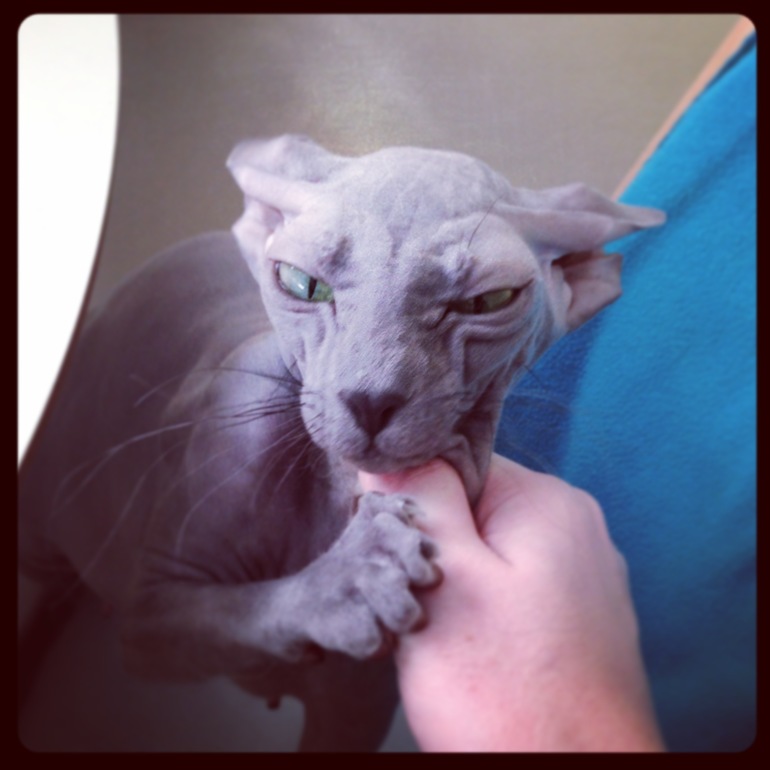 Мои зверята)))