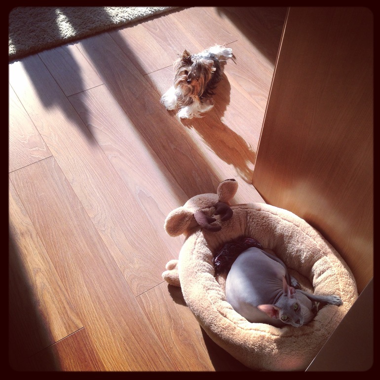 Мои зверята)))