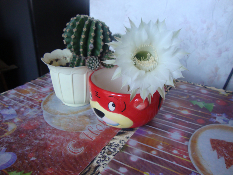 Вот и снова зацвёл мой кактусик)