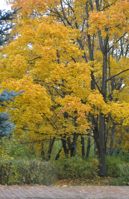 4ae7381ab6a91459a9a2401f41f69e90.jpg