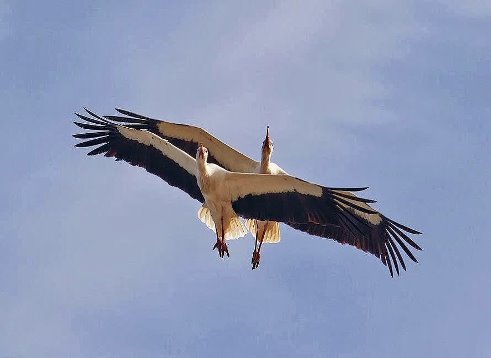 e174b0474e54a328a20b44f712382392.jpg