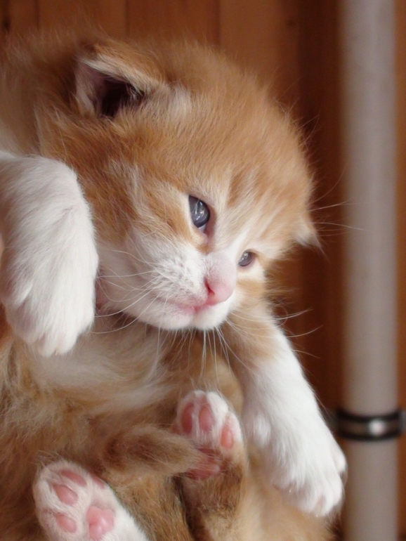 Анонс котят ;)