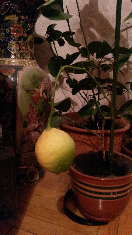 Вот какой лимон вырастили)))