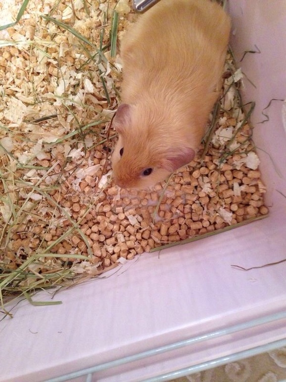 Наша Фрося)