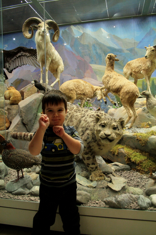 Дарвинский музей